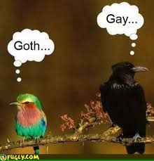 Goth gay birds
